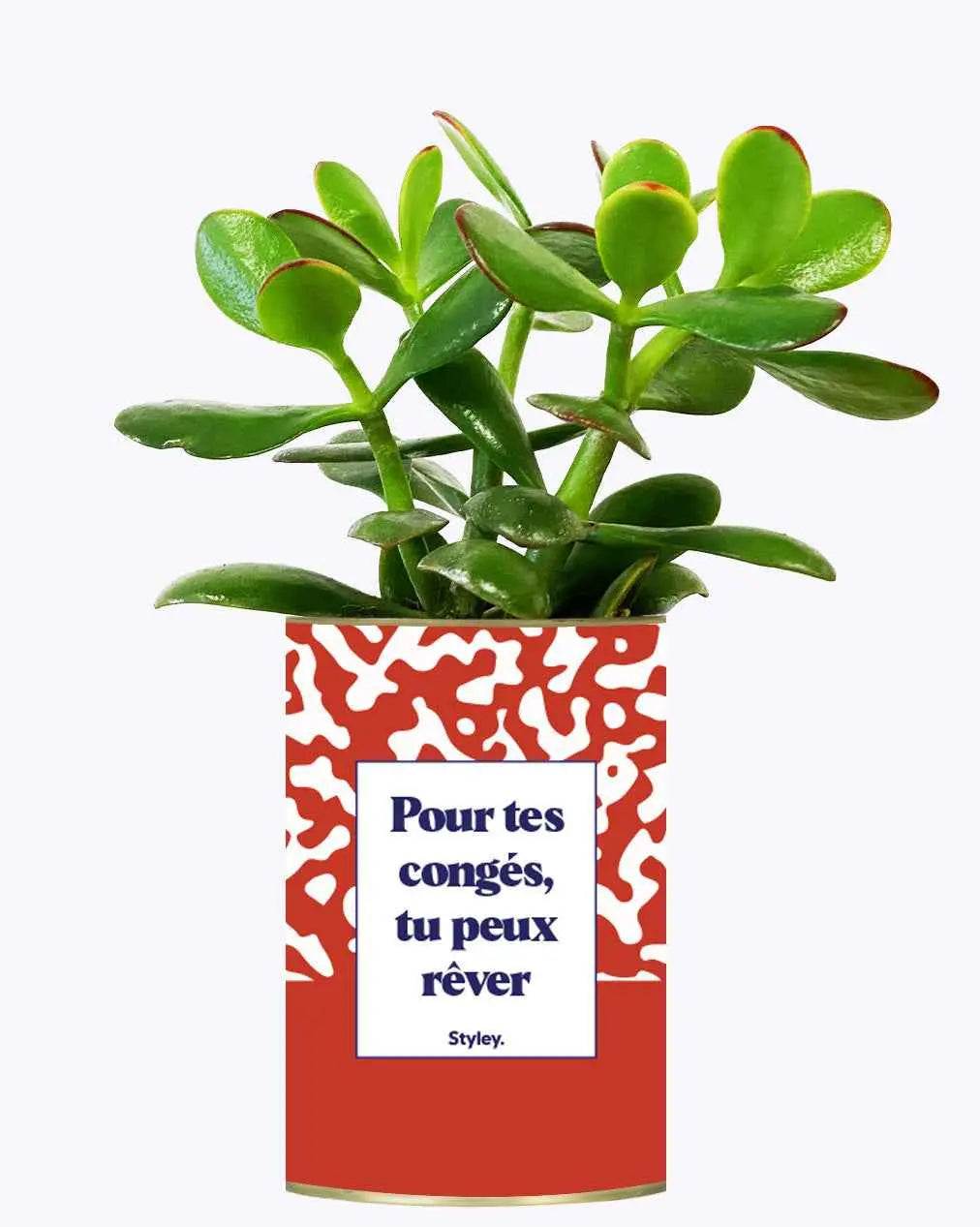 Pour tes congés, tu peux rêver - Plante Crassula varié