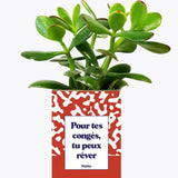 Pour tes congés, tu peux rêver - Plante Crassula varié