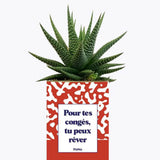 Pour tes congés, tu peux rêver - Plante