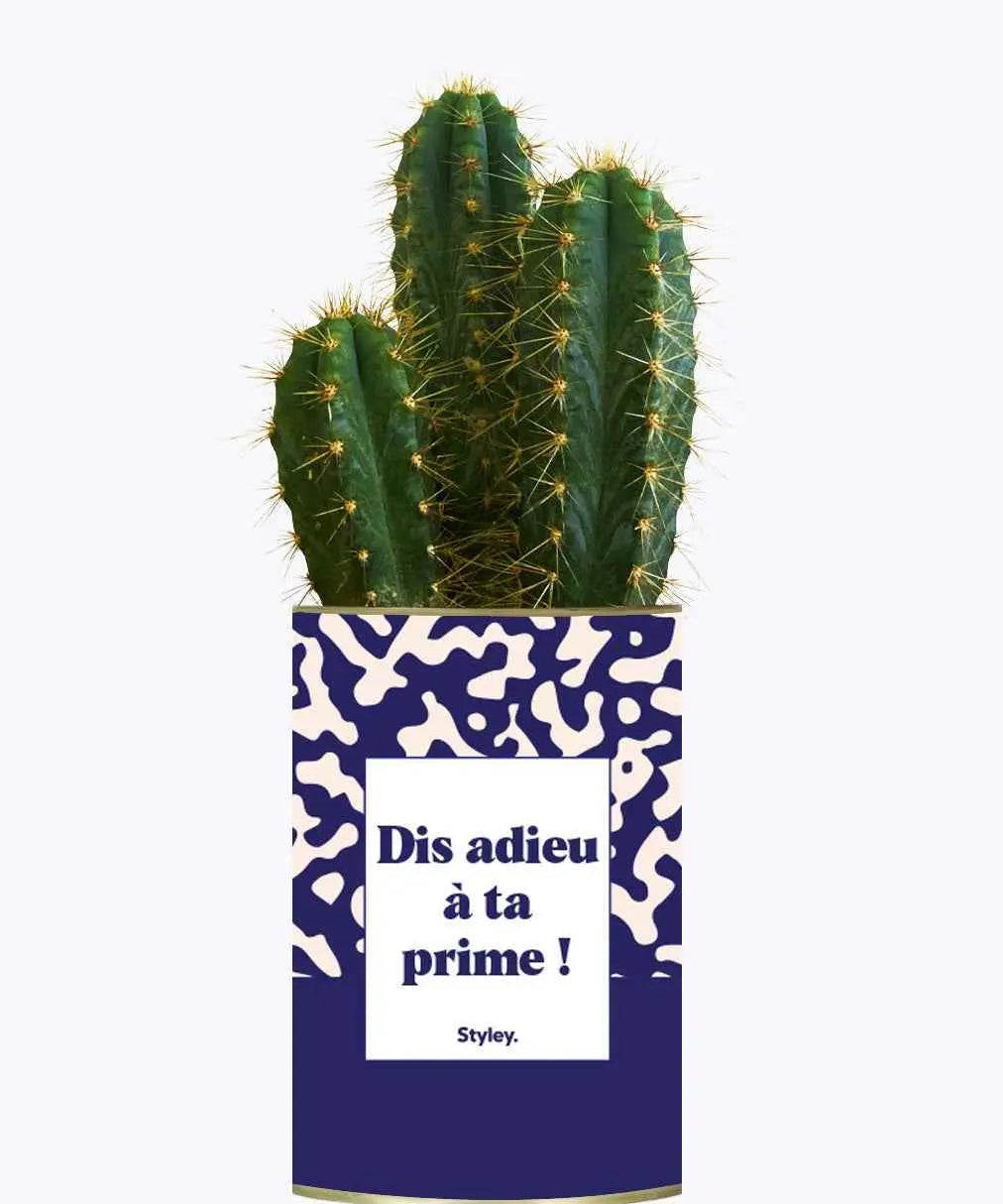 Dis adieu à ta prime ! - Plante Cactus varié