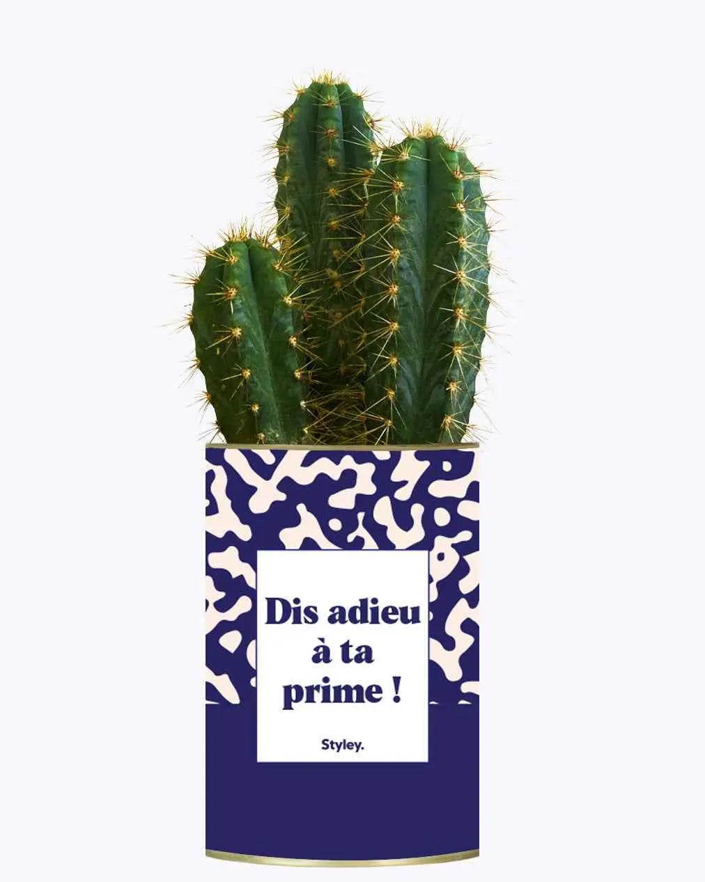 Dis adieu à ta prime ! - Plante Cactus varié