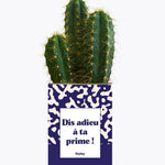 Dis adieu à ta prime ! - Plante Cactus varié