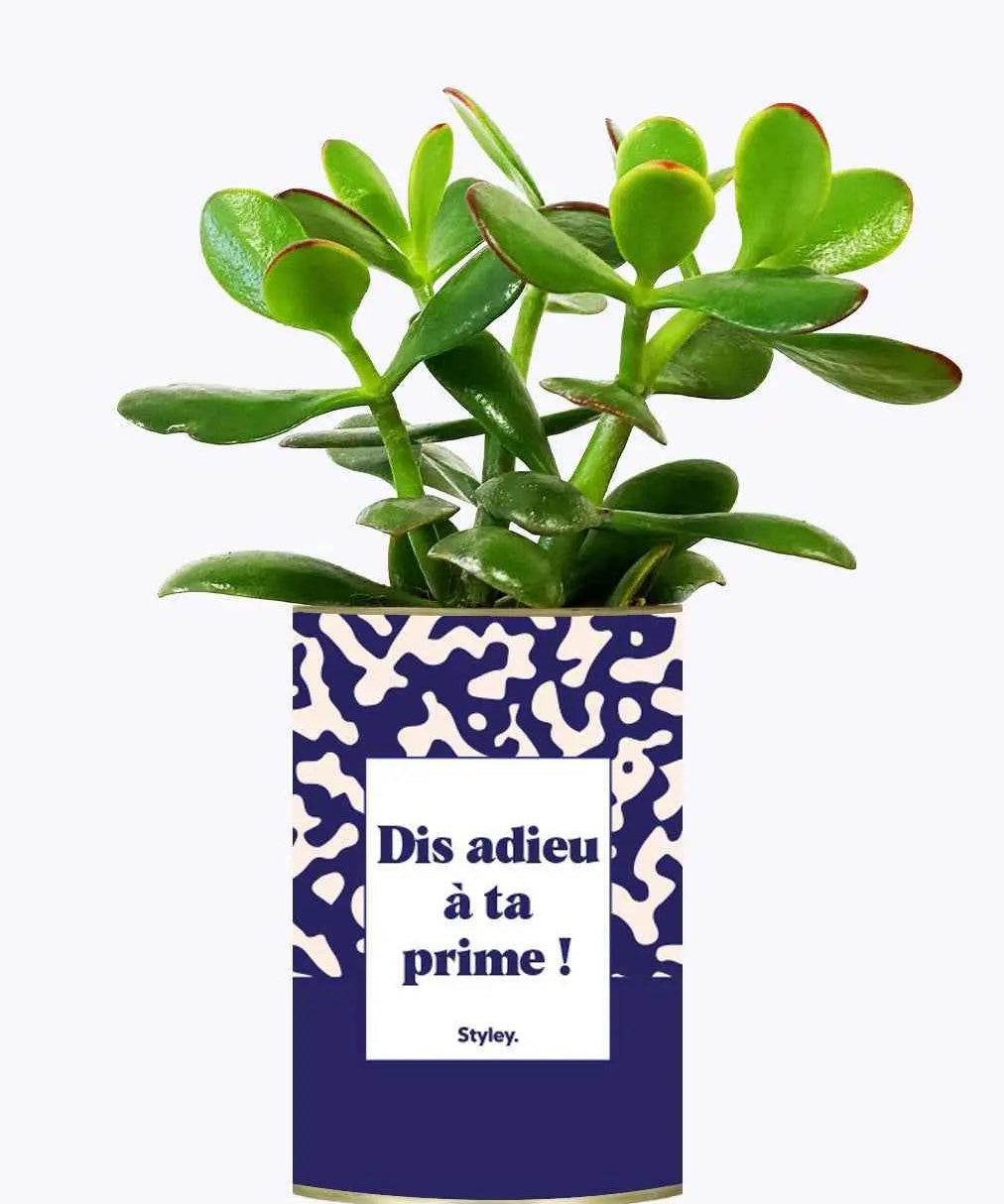 Dis adieu à ta prime ! - Plante Crassula varié