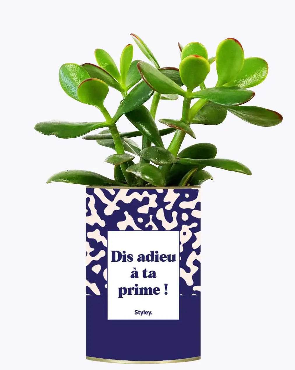 Dis adieu à ta prime ! - Plante Crassula varié