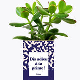 Dis adieu à ta prime ! - Plante Crassula varié