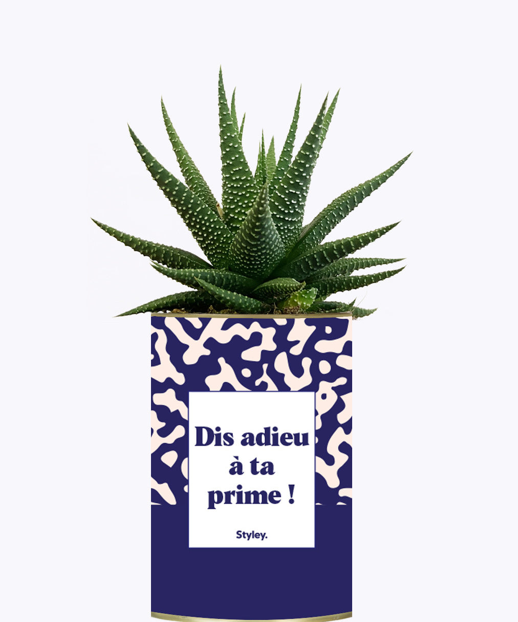Dis adieu à ta prime ! - Cactus