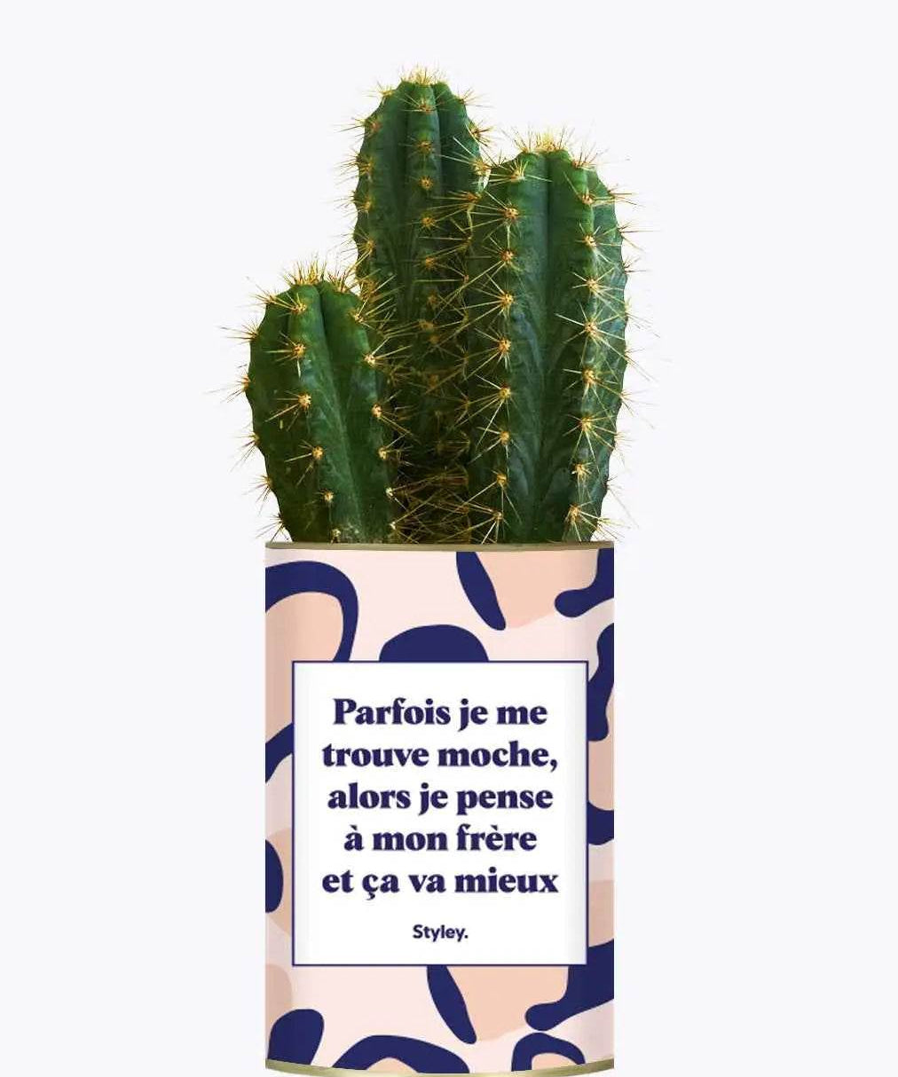 Frère moche - Plante Cactus varié