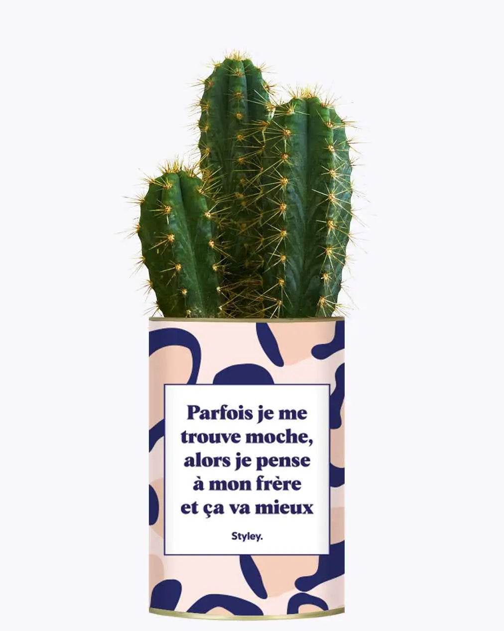 Frère moche - Plante Cactus varié