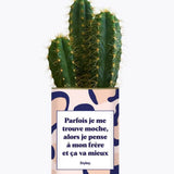 Frère moche - Plante Cactus varié