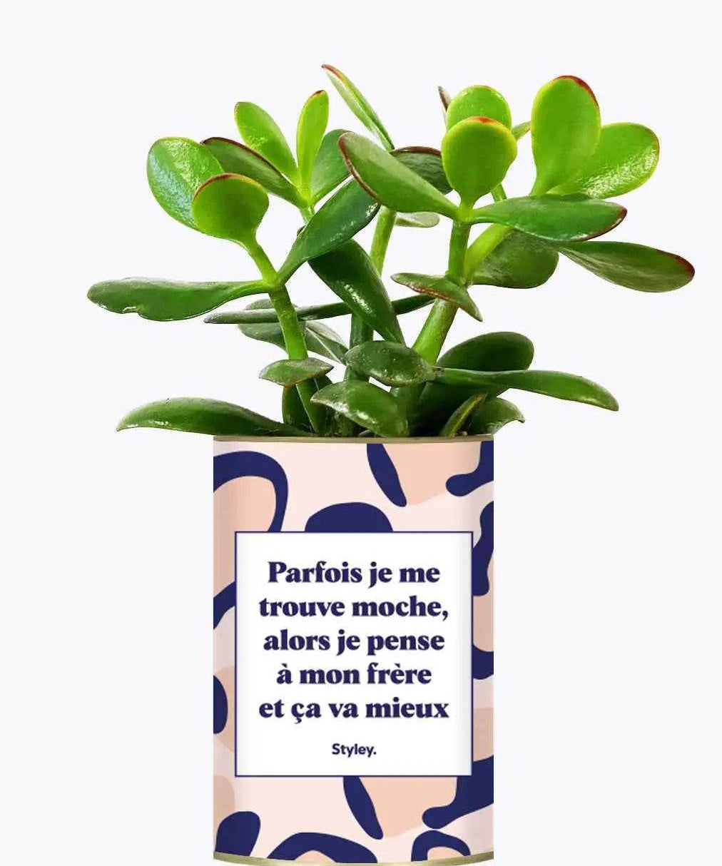 Frère moche - Plante Crassula varié