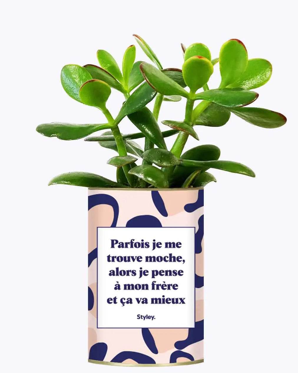 Frère moche - Plante Crassula varié
