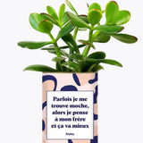 Frère moche - Plante Crassula varié