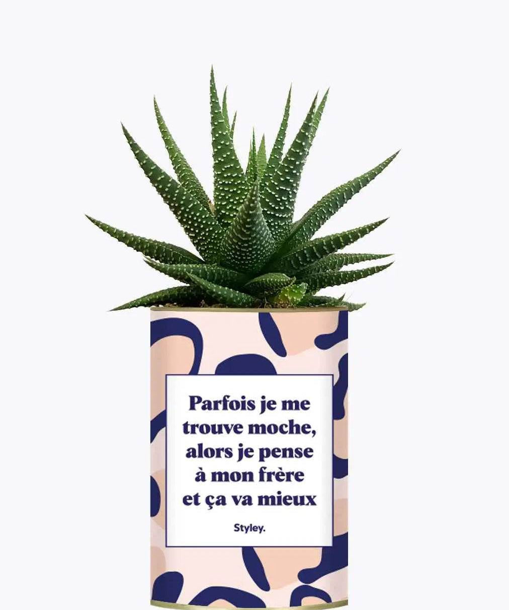 Frère moche - Plante Haworthia varié