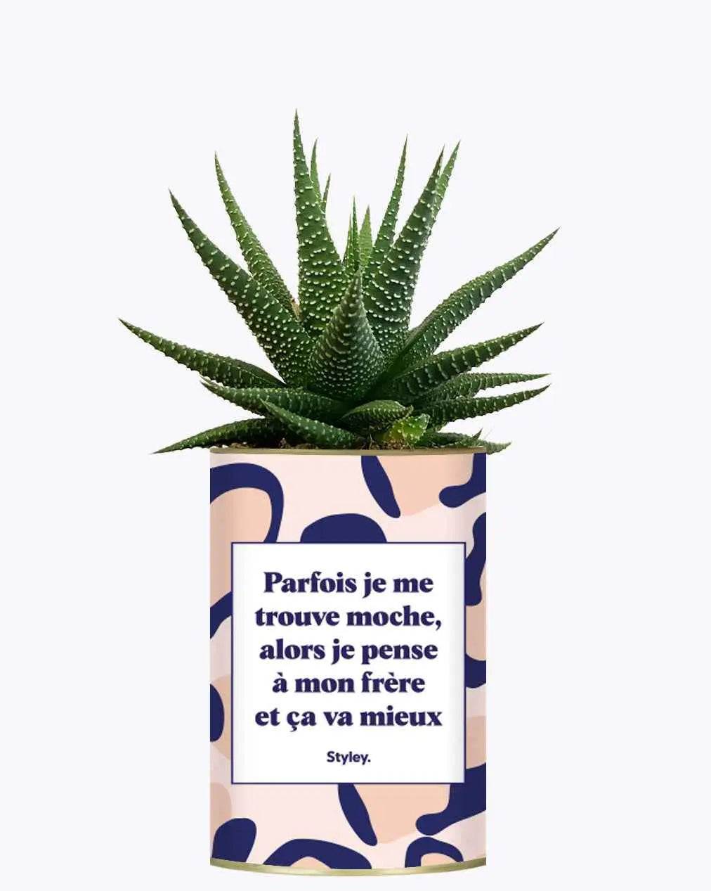 Frère moche - Plante Haworthia varié