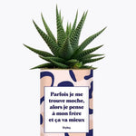 Frère moche - Plante Haworthia varié