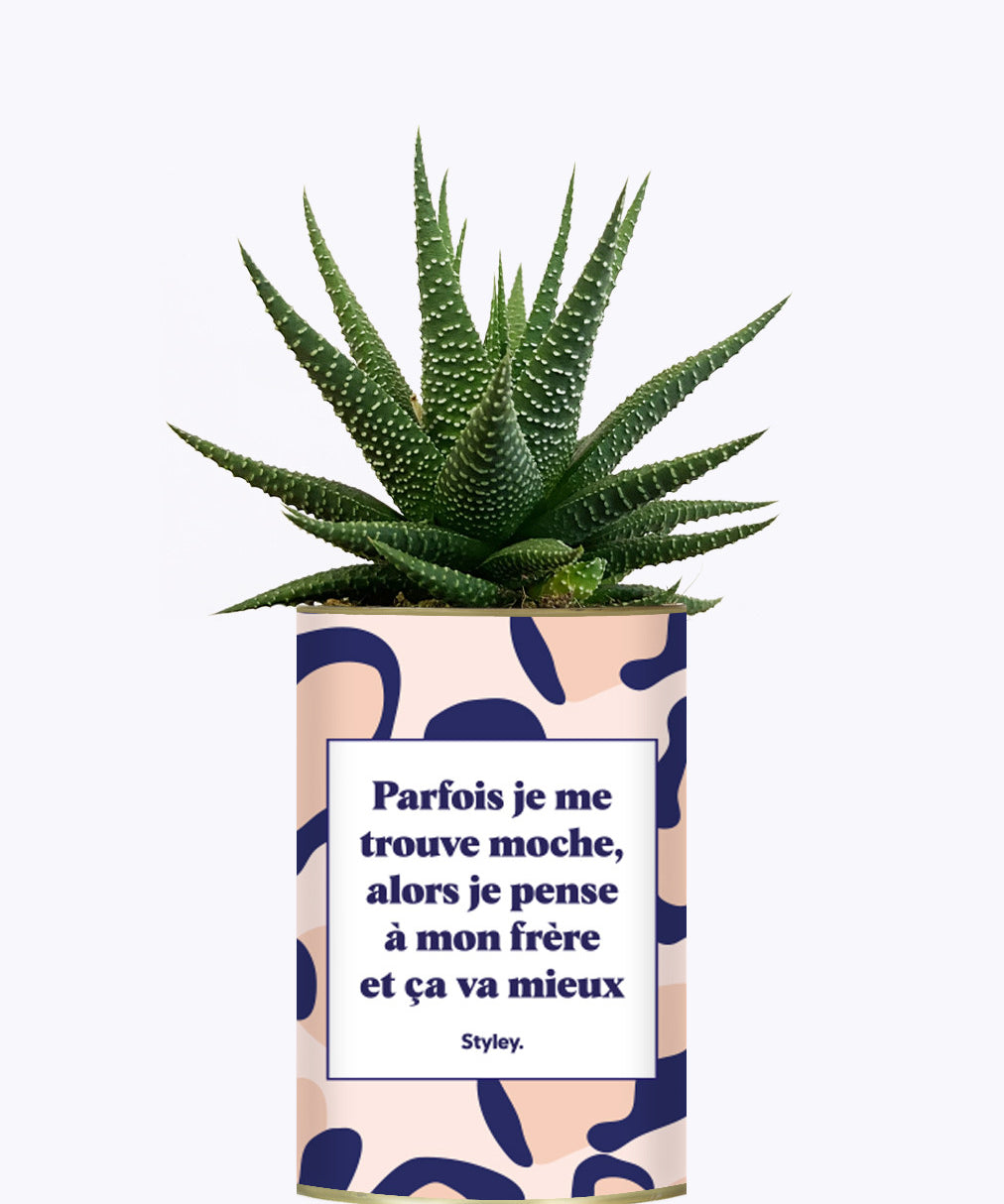 Frère moche - Cactus