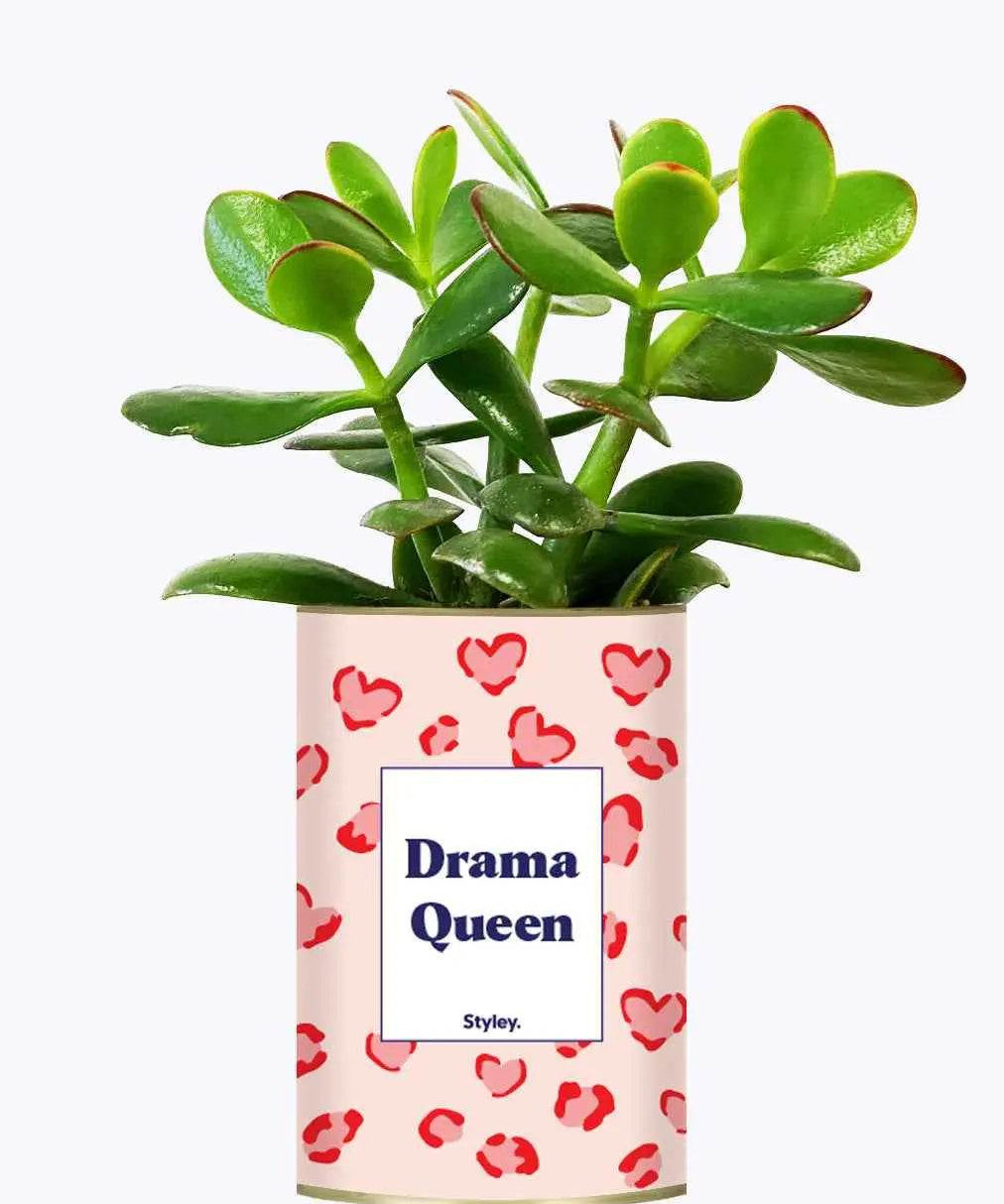 Drama Queen - Plante Crassula varié