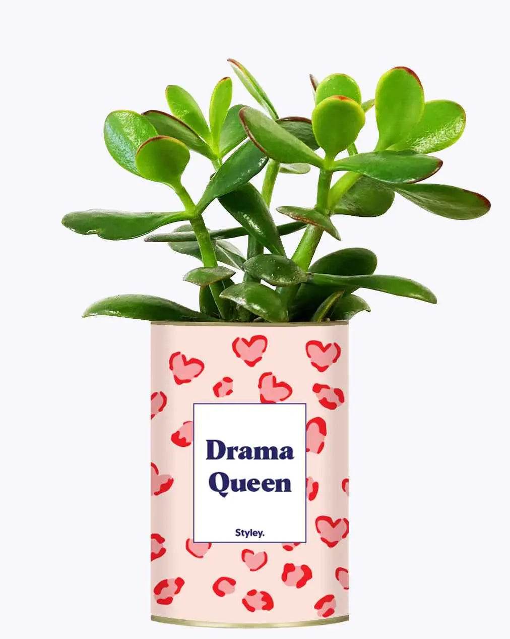 Drama Queen - Plante Crassula varié