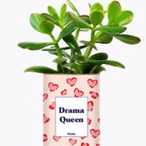 Drama Queen - Plante Crassula varié