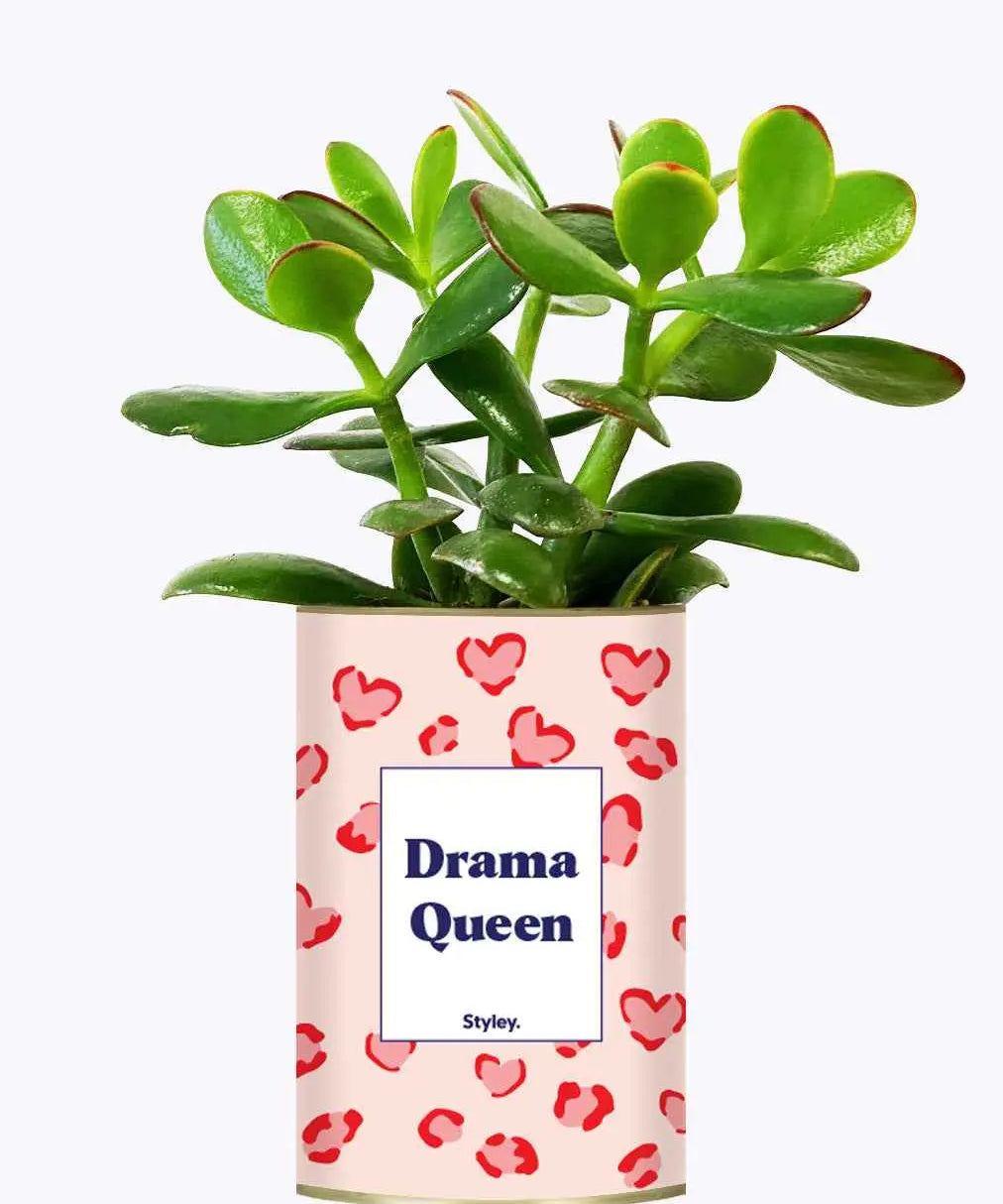 Drama Queen - Cactus