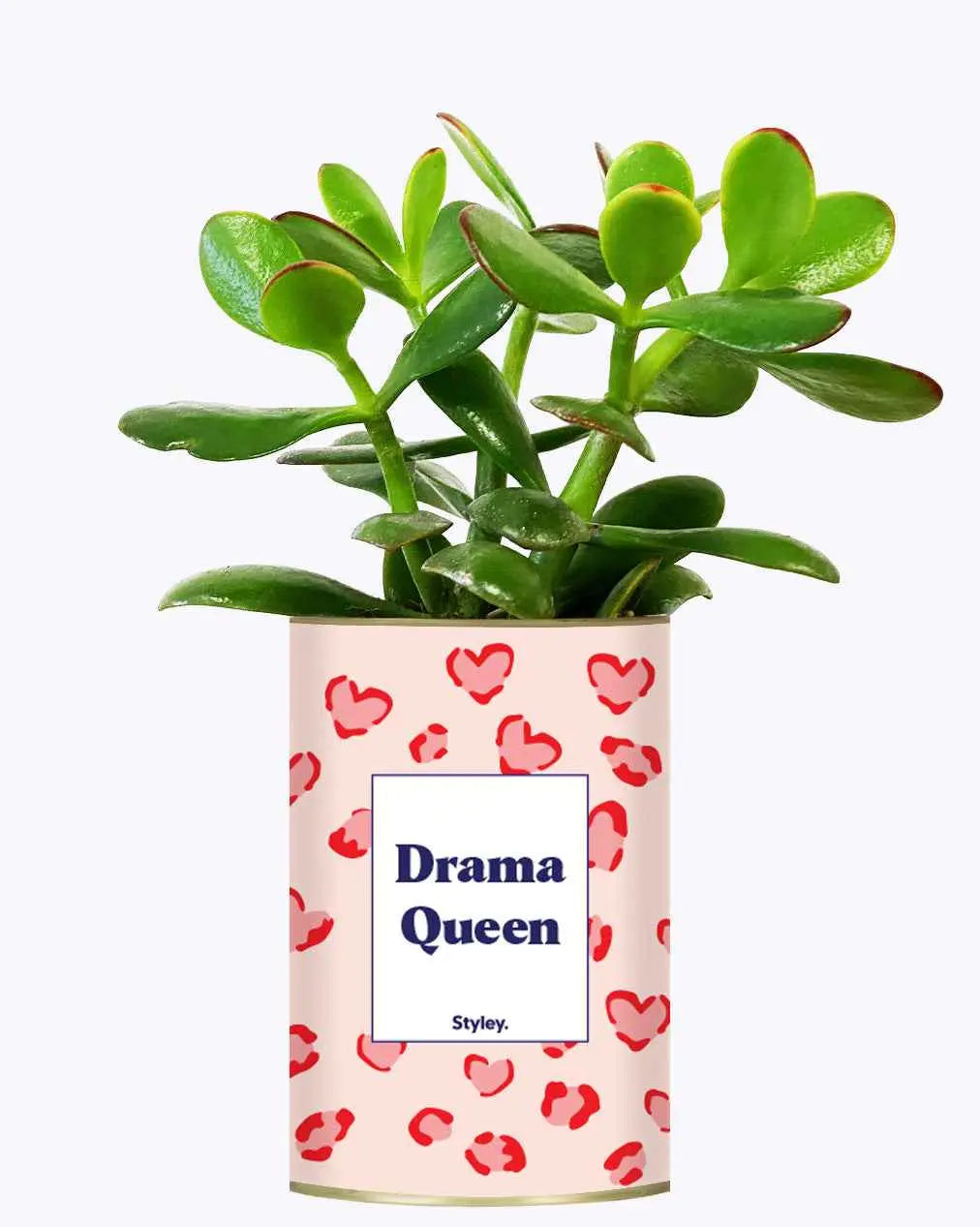 Drama Queen - Cactus