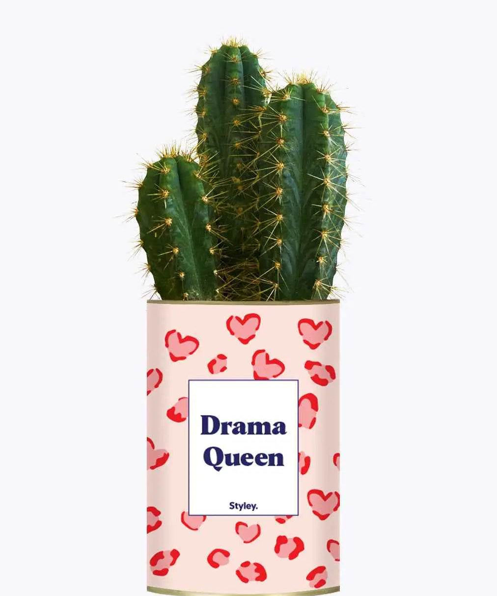 Drama Queen - Plante Cactus varié