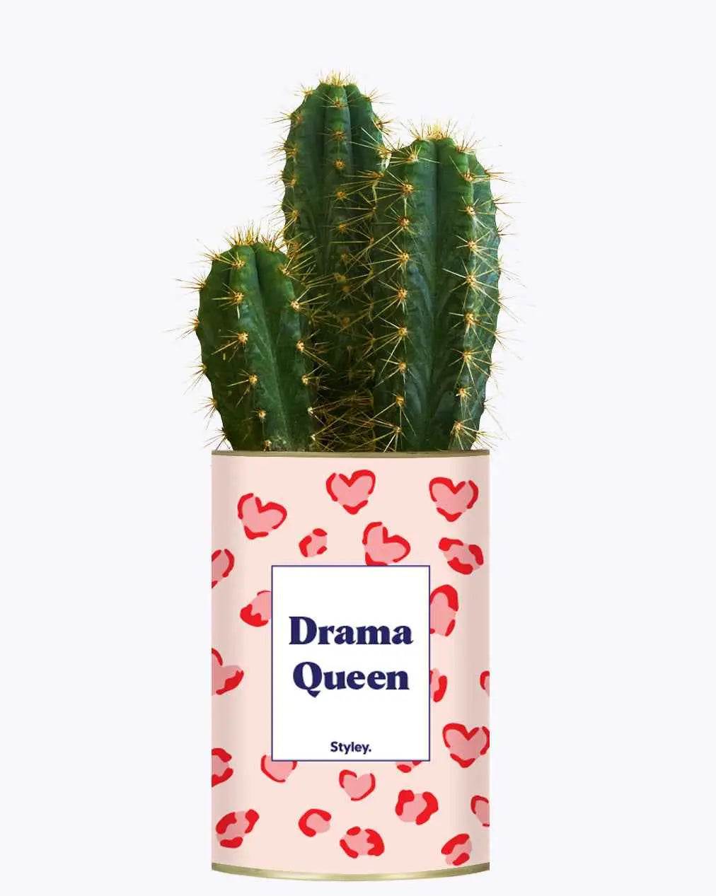 Drama Queen - Plante Cactus varié