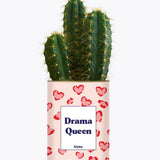 Drama Queen - Plante Cactus varié