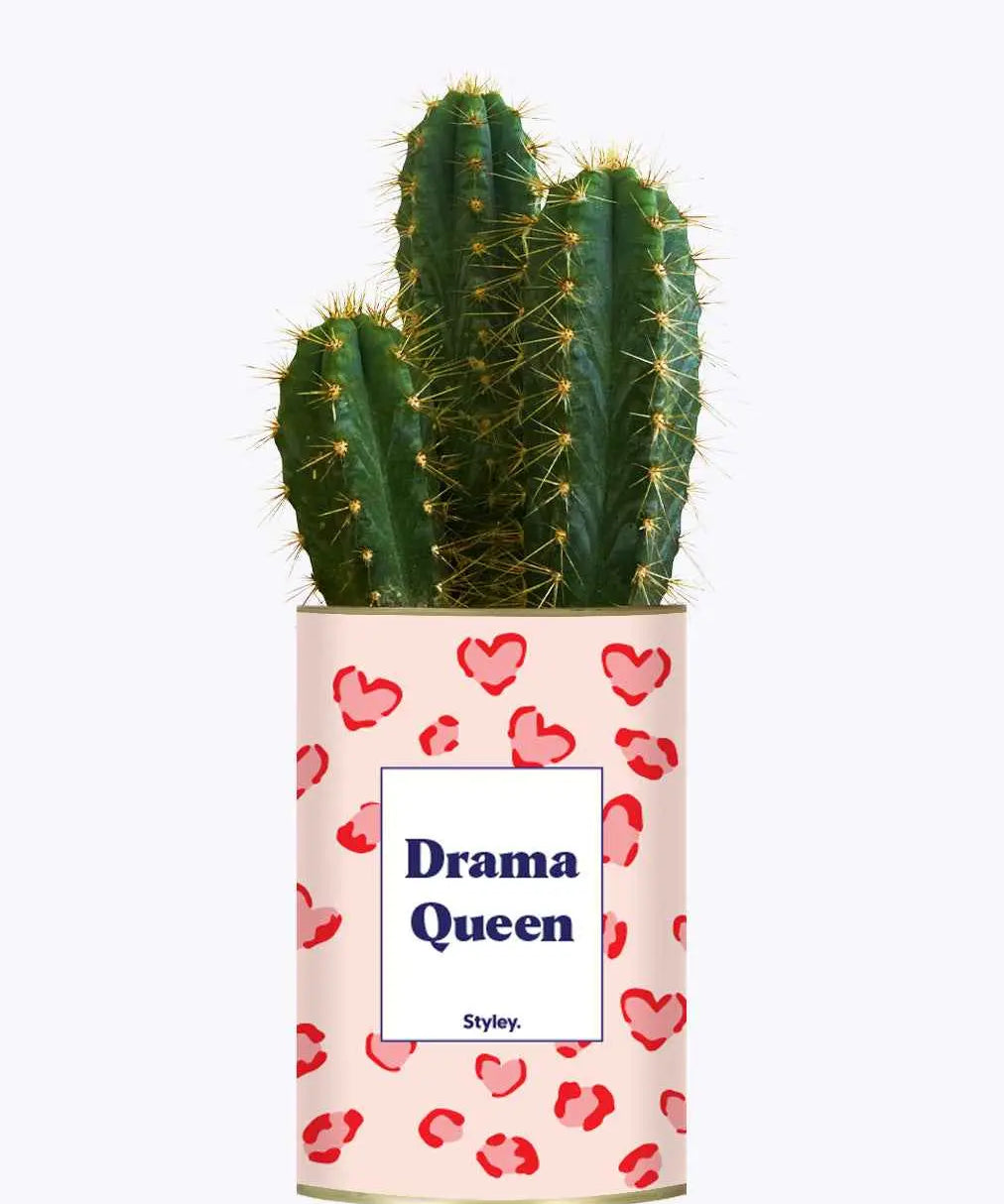 Drama Queen - Cactus