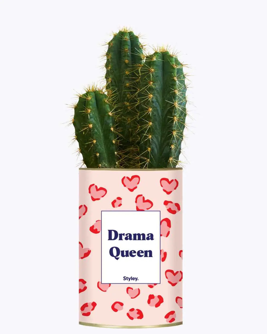 Drama Queen - Cactus