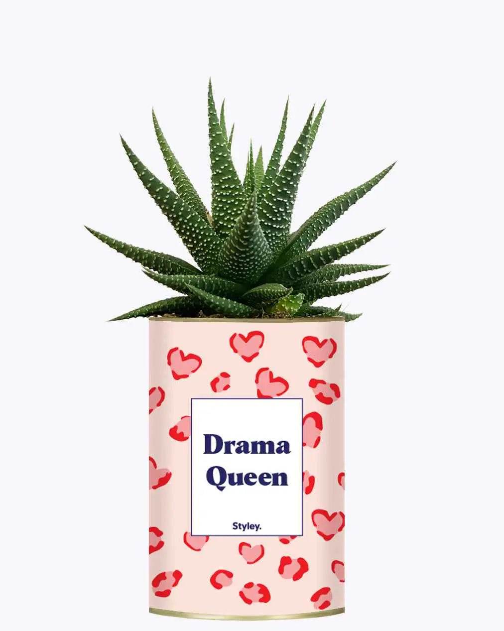 Drama Queen - Plante
