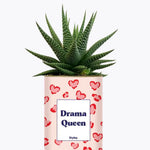 Drama Queen - Plante