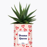 Drama Queen - Plante