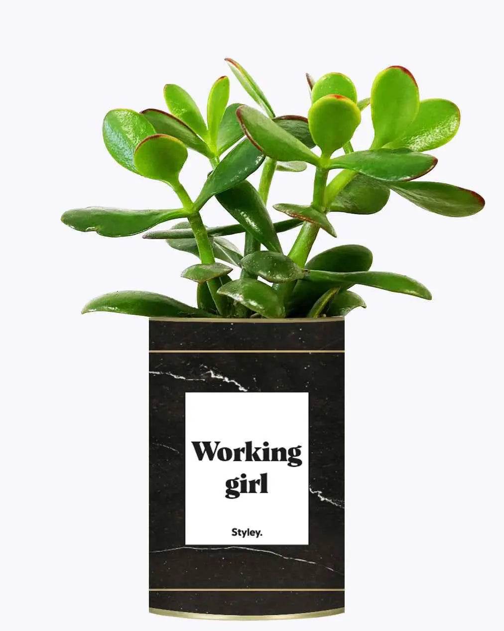 Working Girl - Plante