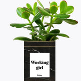 Working Girl - Plante