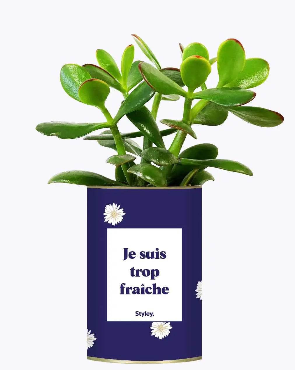 Je suis trop fraîche - Plante Crassula varié