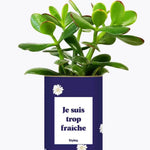 Je suis trop fraîche - Plante Crassula varié