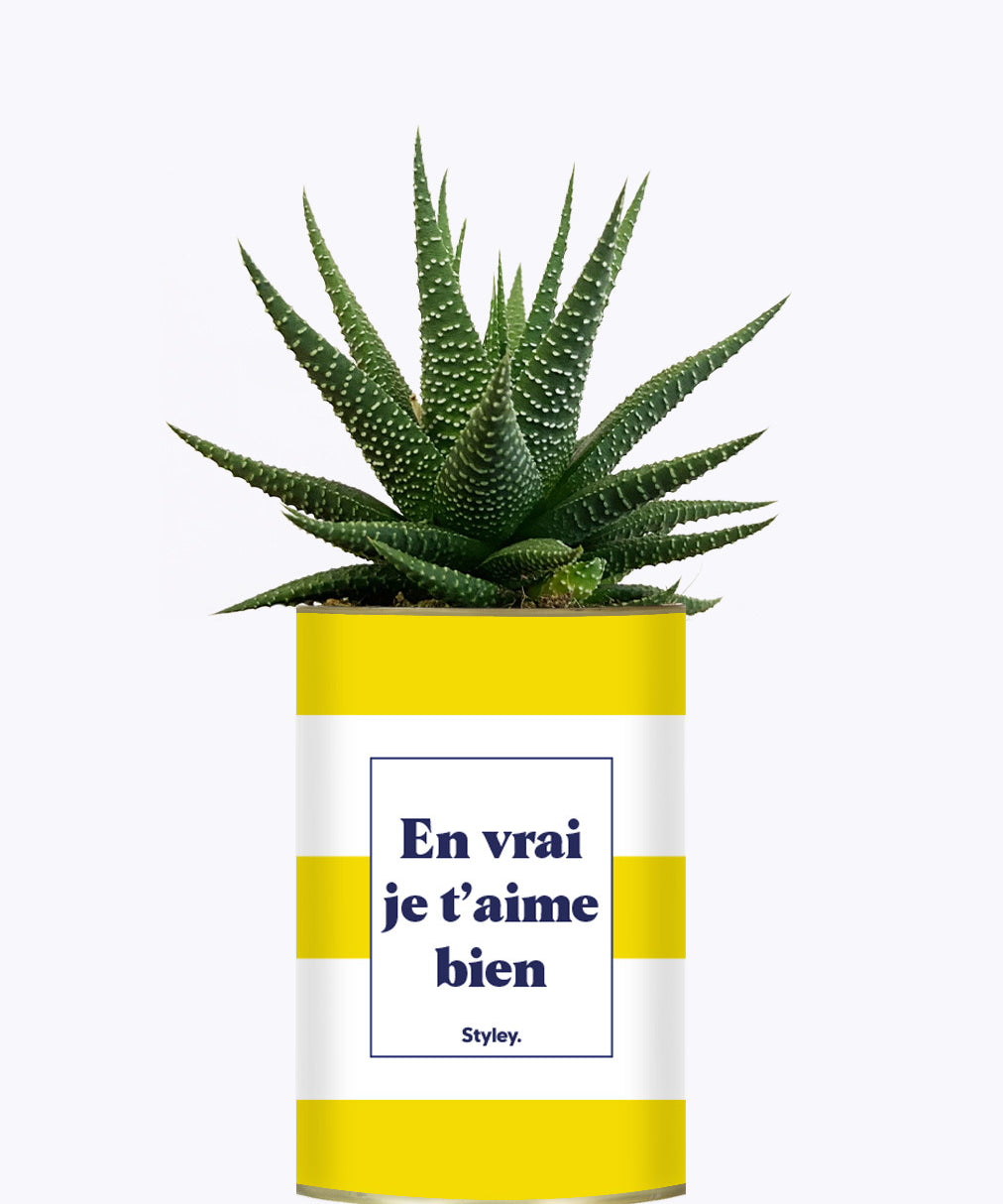 En vrai je t'aime bien - Cactus