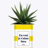 En vrai je t'aime bien - Cactus