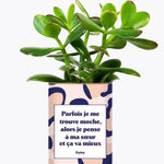 Soeur Moche - Plante Crassula varié