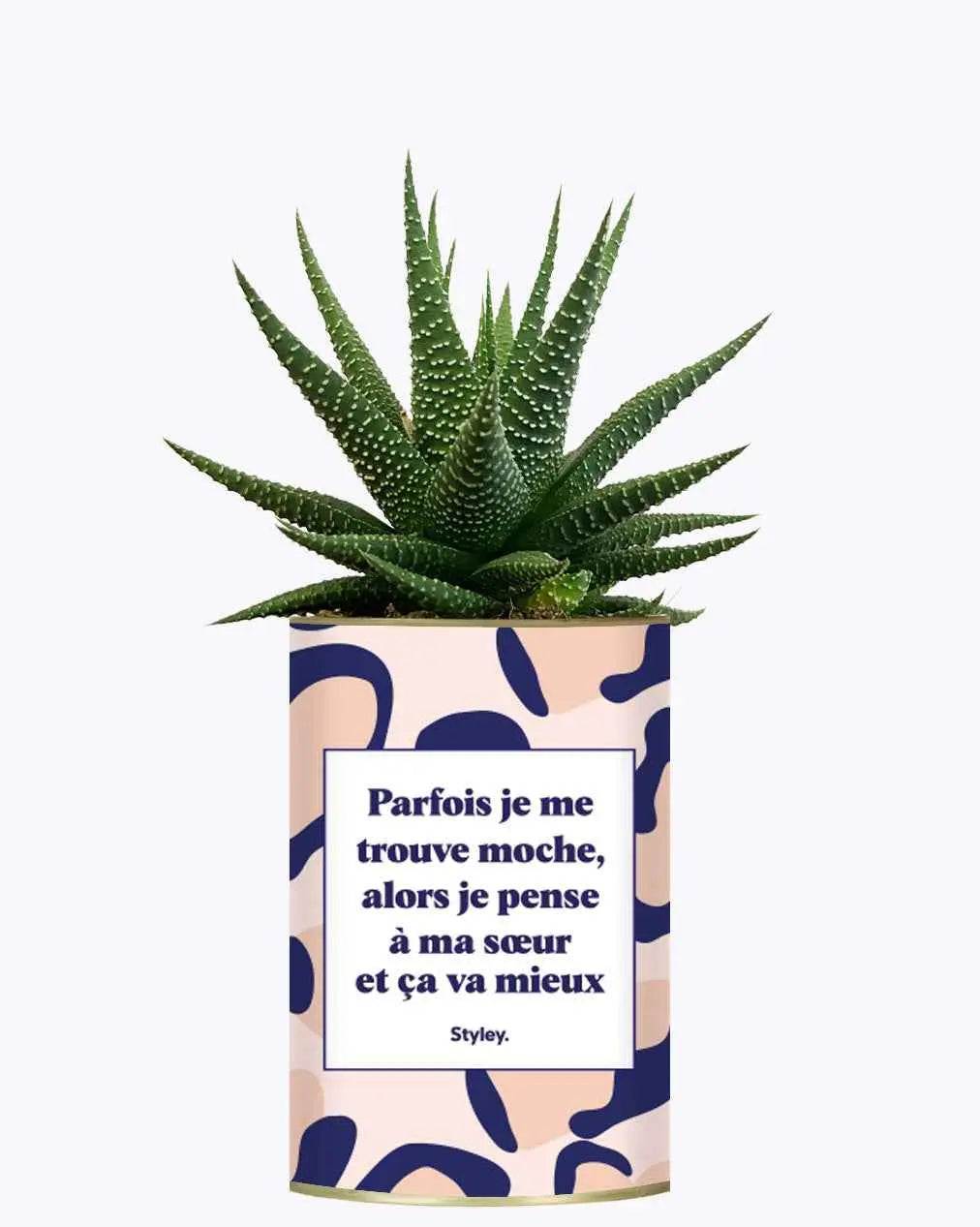 Soeur Moche - Plante