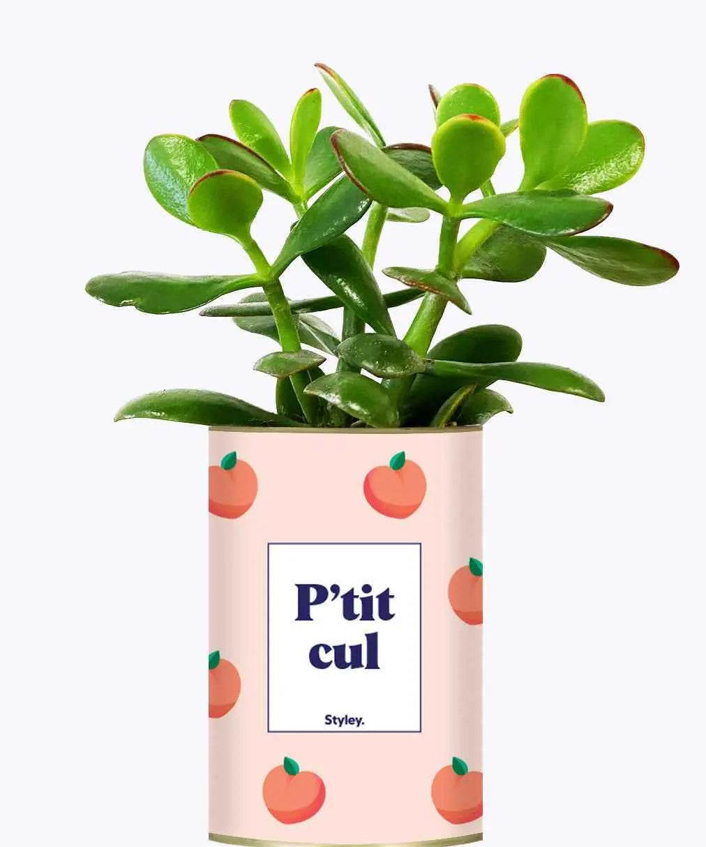 P'tit cul - Plante Crassula varié