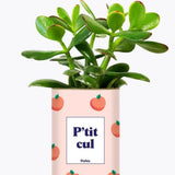 P'tit cul - Plante Crassula varié