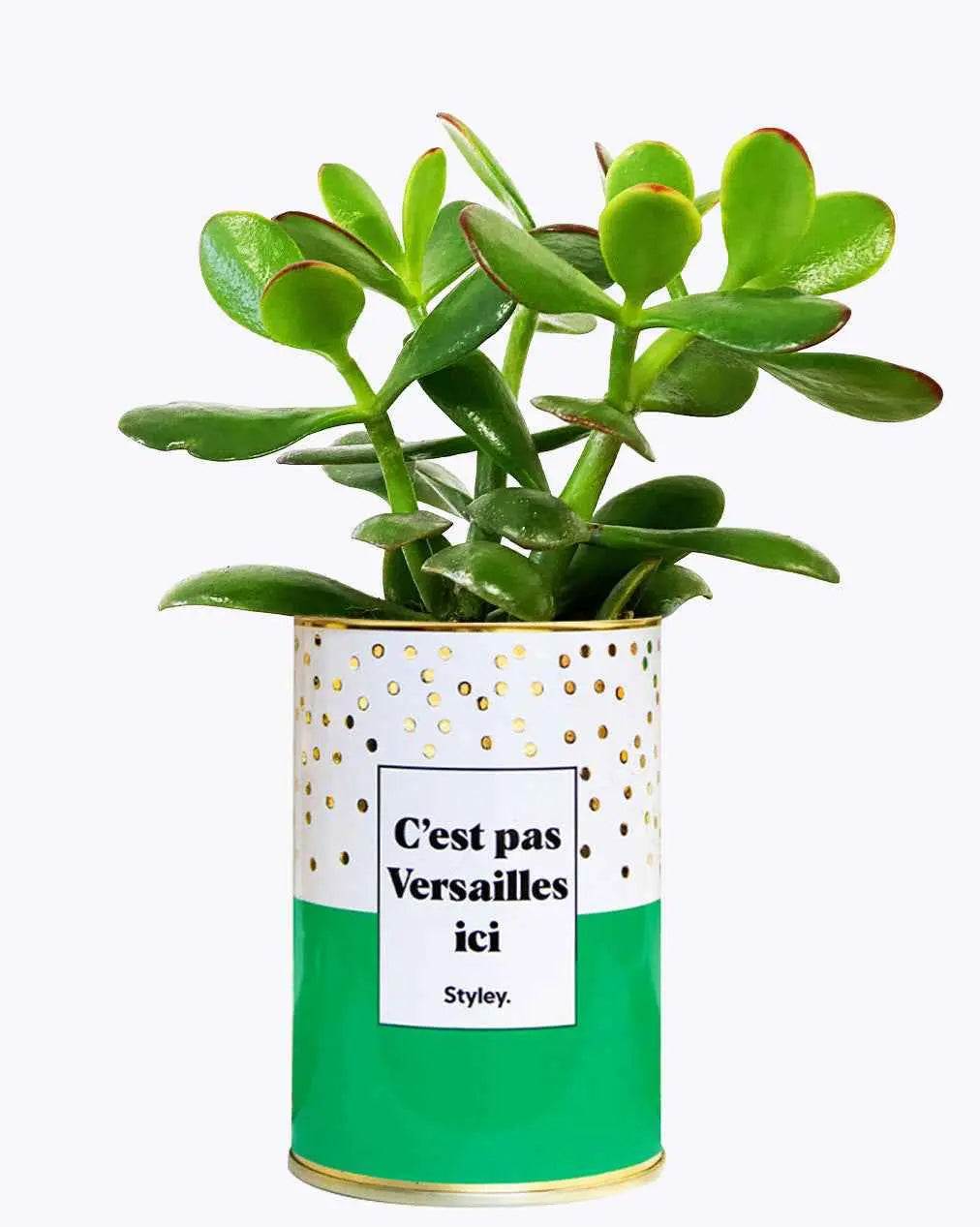 C'est pas Versailles ici - Plante Crassula varié