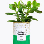 C'est pas Versailles ici - Plante Crassula varié