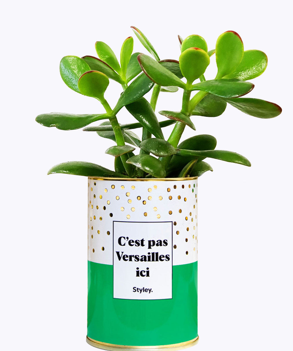 C'est pas Versailles ici - Cactus