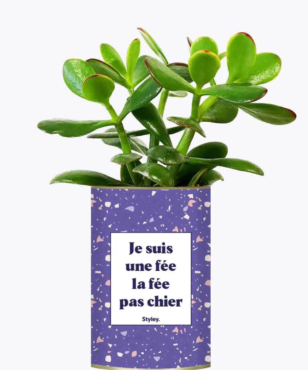 Je suis une fée la fée pas chier - Plante Crassula varié