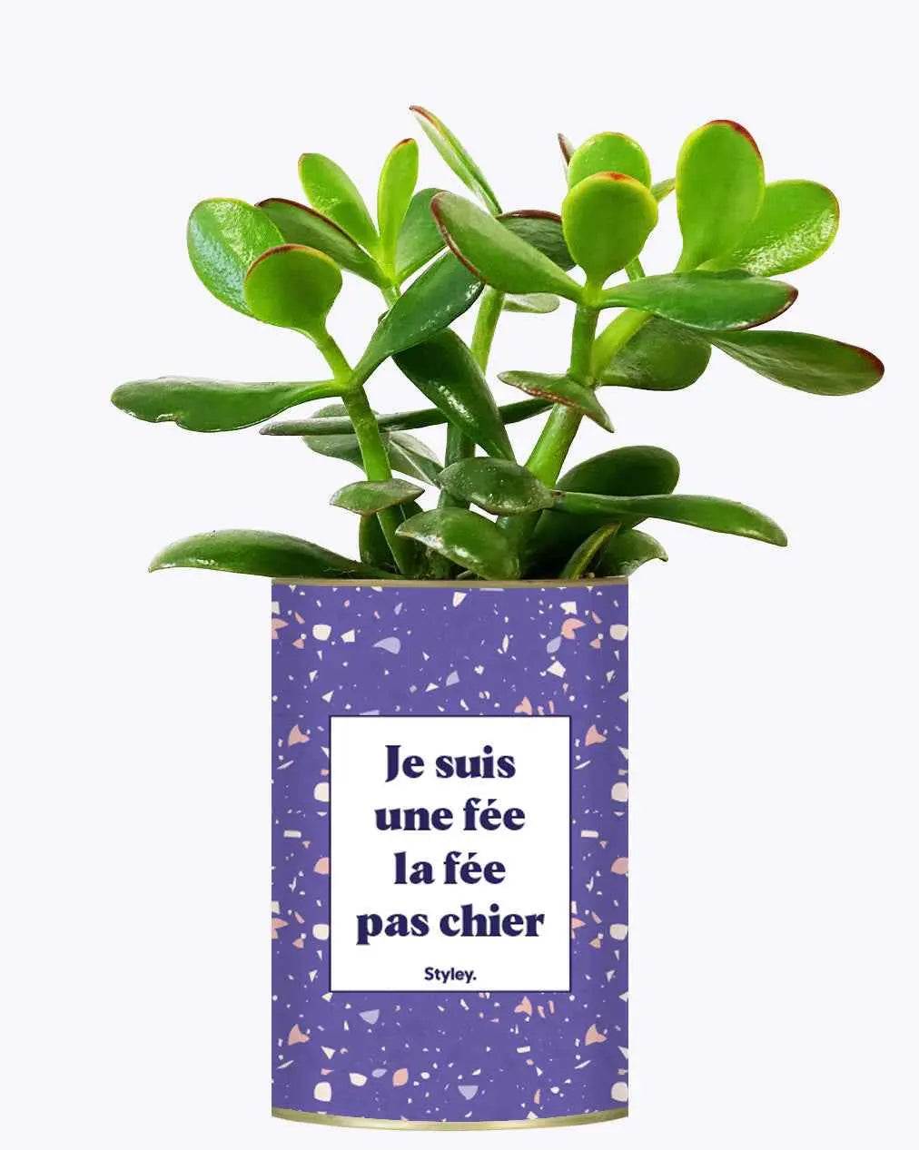 Je suis une fée la fée pas chier - Plante Crassula varié