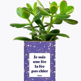 Je suis une fée la fée pas chier - Plante Crassula varié