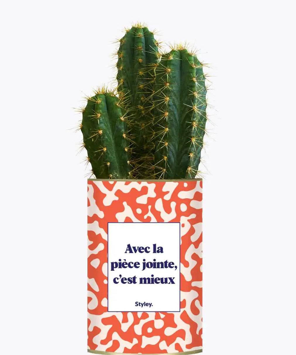 Avec la pièce jointe - Plante Cactus varié